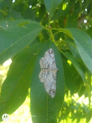 Iridopsis defectaria