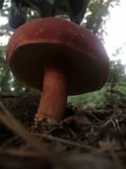 Baorangia