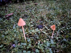 Conocybe