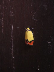 Scaptesyle mirabilis