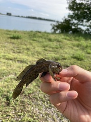 Neogobius melanostomus