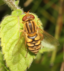 Parhelophilus