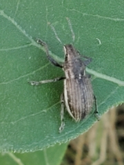 Naupactus leucoloma