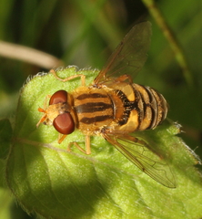 Parhelophilus