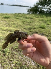 Neogobius melanostomus