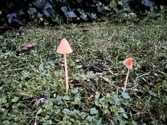 Conocybe
