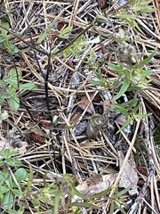 Arctostaphylos uva-ursi