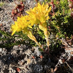 Sedum lanceolatum