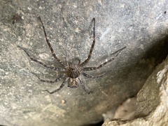 Dolomedes scriptus