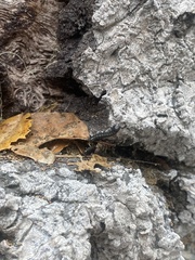 Phryganidia californica