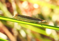 Raphiptera argillaceellus