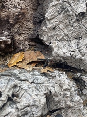 Phryganidia californica