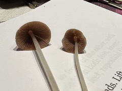 Conocybe
