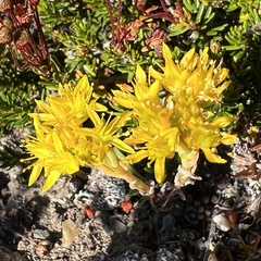 Sedum lanceolatum