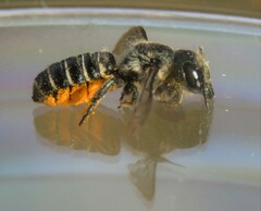 Megachilinae