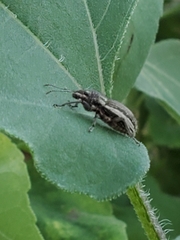 Naupactus leucoloma