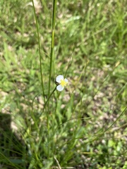 Xyris platylepis