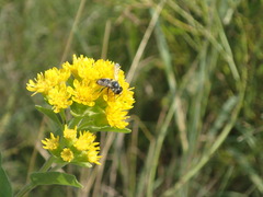 Megachilidae