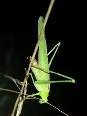 Phaneroptera falcata