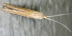 Coleophora