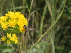 Megachilidae