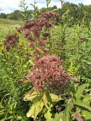 Eutrochium maculatum