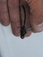 Somatochlora semicircularis