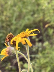 Heterotheca inuloides