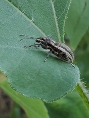 Naupactus leucoloma