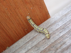 Phryganidia californica