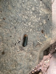 Monocesta coryli