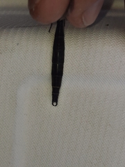 Somatochlora semicircularis