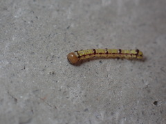 Phryganidia californica