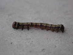 Phryganidia californica