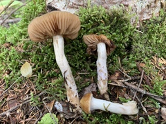 Cortinarius trivialis