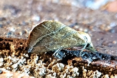 Phyprosopus callitrichoides