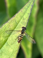 Toxomerus geminatus