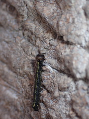 Phryganidia californica