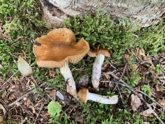 Cortinarius trivialis