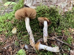 Cortinarius trivialis