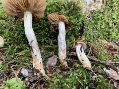 Cortinarius trivialis
