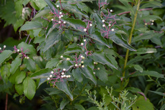 Cornus drummondii
