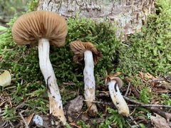 Cortinarius trivialis