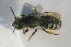 Megachilinae