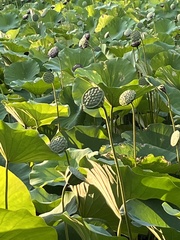 Nelumbo lutea