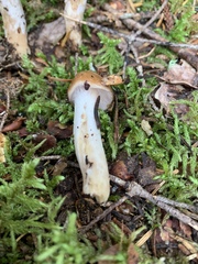 Cortinarius trivialis
