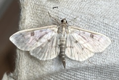 Herpetogramma aquilonalis