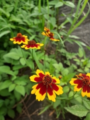 Coreopsis tinctoria