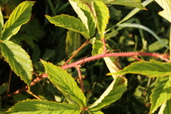 Rubus setosus