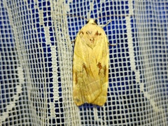 Noctua fimbriata